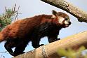 Rod Panda2